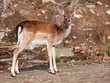 Photo: Fallow Deer Looking at the Camera Fallow Deer Looking at the Camera
