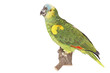 Blaustirnamazone (Amazona aestiva)