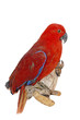 Edelpapagei (Eclectus roratus)