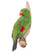 Edelpapagei (Eclectus roratus)