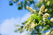  Bird Cherry branch against blue sky