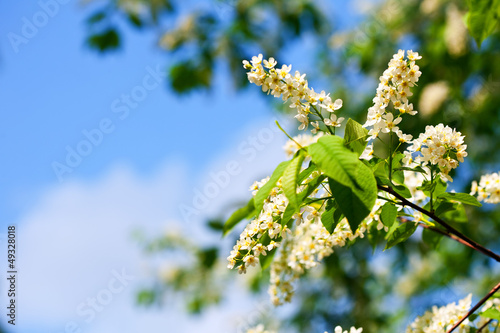 Photo: Bird Cherry branch against blue sky Bird Cherry branch against blue sky