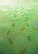 Footprints in the grass
