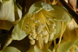 durian's flower in nature