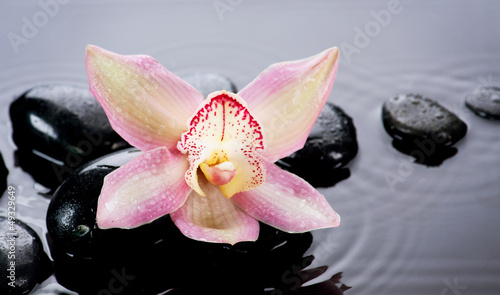 Photo: Spa Stones and Orchid Flower over Dark Background Spa Stones and Orchid Flower over Dark Background