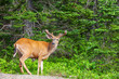 Deer