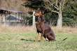 Dobermann beim Training