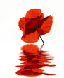 Poppy with flood, Mohn mit Spiegelung