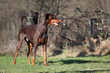 Photo: Dobermann Dobermann