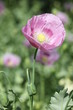 Schlafmohn rosa (Papaver somniferum)