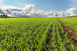 Country landscape.