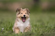 Sheltie