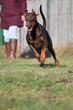 Laufender Dobermann