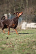 Dobermann beim Training