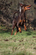 Dobermann