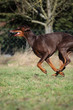 Dobermann beim Training
