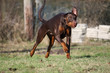 Laufender Dobermann