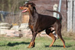 Dobermann