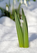 Foto: Der Frühling kommt Der Frühling kommt