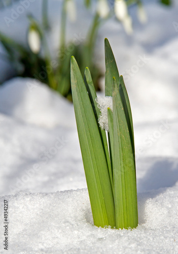 Photo: Der Frühling kommt Der Frühling kommt