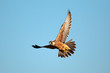 Lanner falcon in flight