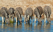Plains Zebras drinking water, Etosha National Park
