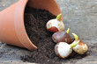 germination de bulbes de tulipes