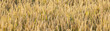 pattern of golden field