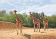 Family of giraffes