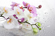 pink and white beautiful orchids with drops