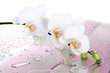 white beautiful orchid with drops on pink background