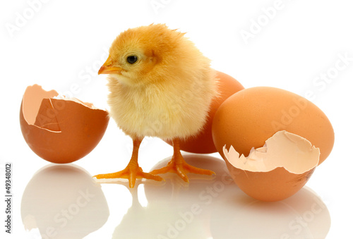 Photo: beautiful little chicken, eggshell and eggs isolated beautiful little chicken, eggshell and eggs isolated