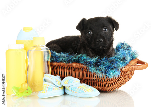 Photo: Cute puppy in basket isolated on white Cute puppy in basket isolated on white