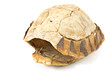 Tortoise   turtle shell