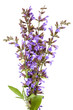 Foto: Sage Flowers Isolated Sage Flowers Isolated