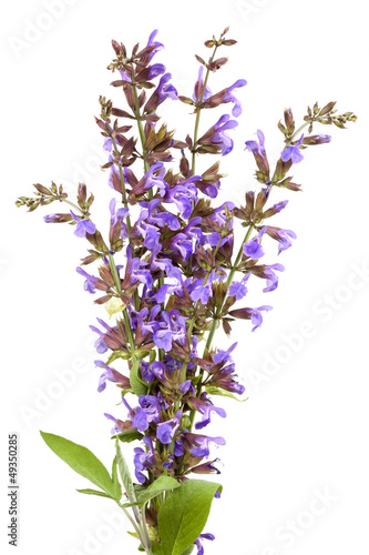 Photo: Sage Flowers Isolated Sage Flowers Isolated