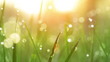 Dew Drops on Green Grass. Shot With Slider.