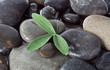 Black stones and green plant with drops