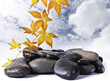 Black stones and  plant with drops