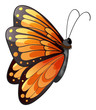 A Colorful Butterfly