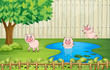 Pigs in the backyard