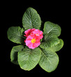 Photo: Flowering pink primula on the black background Flowering pink primula on the black background