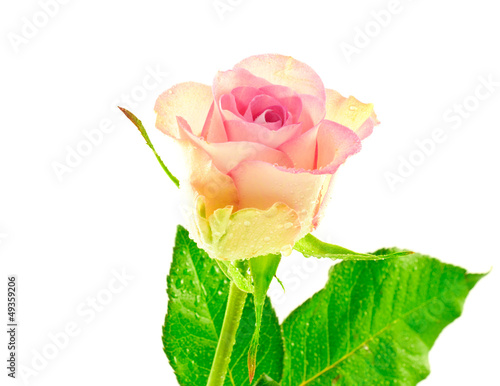 Photo: Single Pink Bicolor Rose with Waterdrops Single Pink Bicolor Rose with Waterdrops