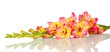 branch of yellow-pink gladiolus on white background close-up