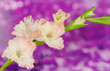 branch of pale pink gladiolus on purple background close-up