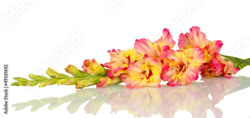 Photo: branch of yellow-pink gladiolus on white background close-up branch of yellow-pink gladiolus on white background close-up