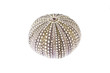 sea urchin