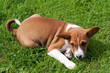 Young puppy waiting to pounce