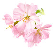 Freigestellte Kirschblüten