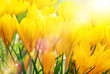 Gelbe Kokusse in der Sonne